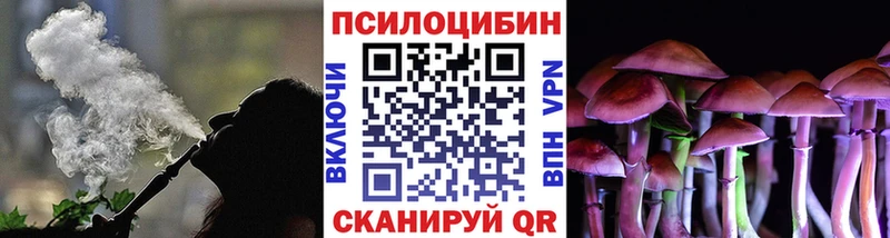 где можно купить наркотик  Малгобек  Псилоцибиновые грибы Psilocybe 
